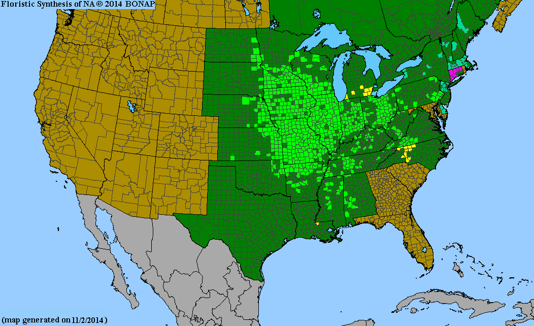 County distribution map of Silphium perfoliatum - Cup-Plant